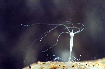 Kraken 17 at net